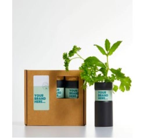 Desktop Garden - Box Of Three - Christmas Tree - Black