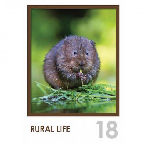 Rural Life Optima Wall Calendar 2025 12 Leaf